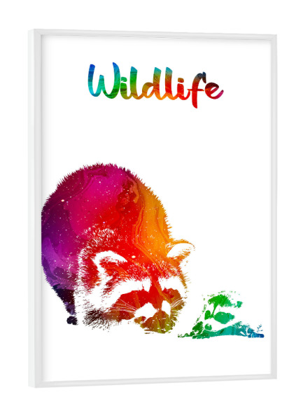 Poster mit weißem Rahmen "Waschbären" artboxONE - Tiere - Tiere,Zoo,Wild,Wald,Kinder,Familie,Natur,Wildlife,Bunt,Waschbär