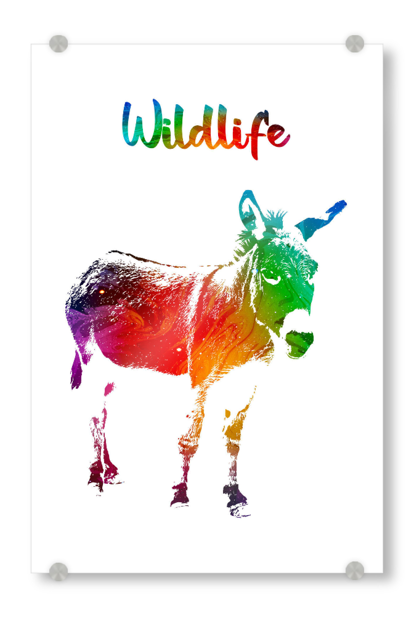 Acrylglasbild "Junger Esel" artboxONE - Tiere - Tiere,Nutztier,Zoo,Wild,Kinder,Natur,Wildlife,Bunt,Esel
