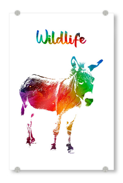 Acrylglasbild "Junger Esel" artboxONE - Tiere - Tiere,Nutztier,Zoo,Wild,Kinder,Natur,Wildlife,Bunt,Esel