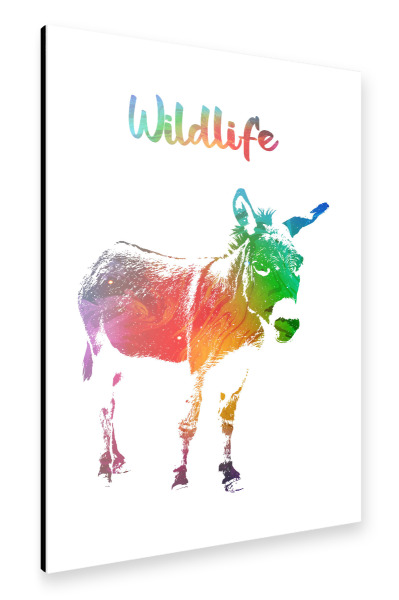 Alu-Dibond "Junger Esel" 30x20 cm artboxONE