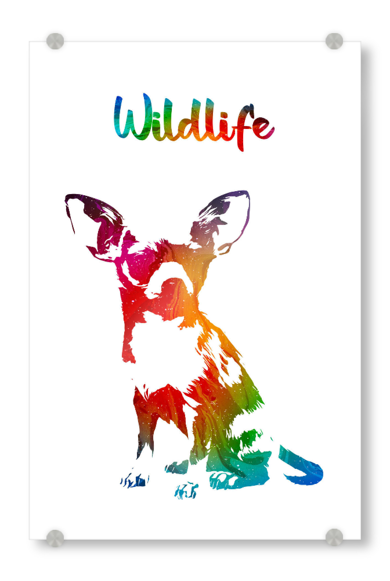 Acrylglasbild "Chihuahuawelpe" artboxONE - Tiere - Tier,Zoo,Wild,Kinder,Natur,Wildlife,Rasse,Haustier,Bunt,Chihuahua,Welpe
