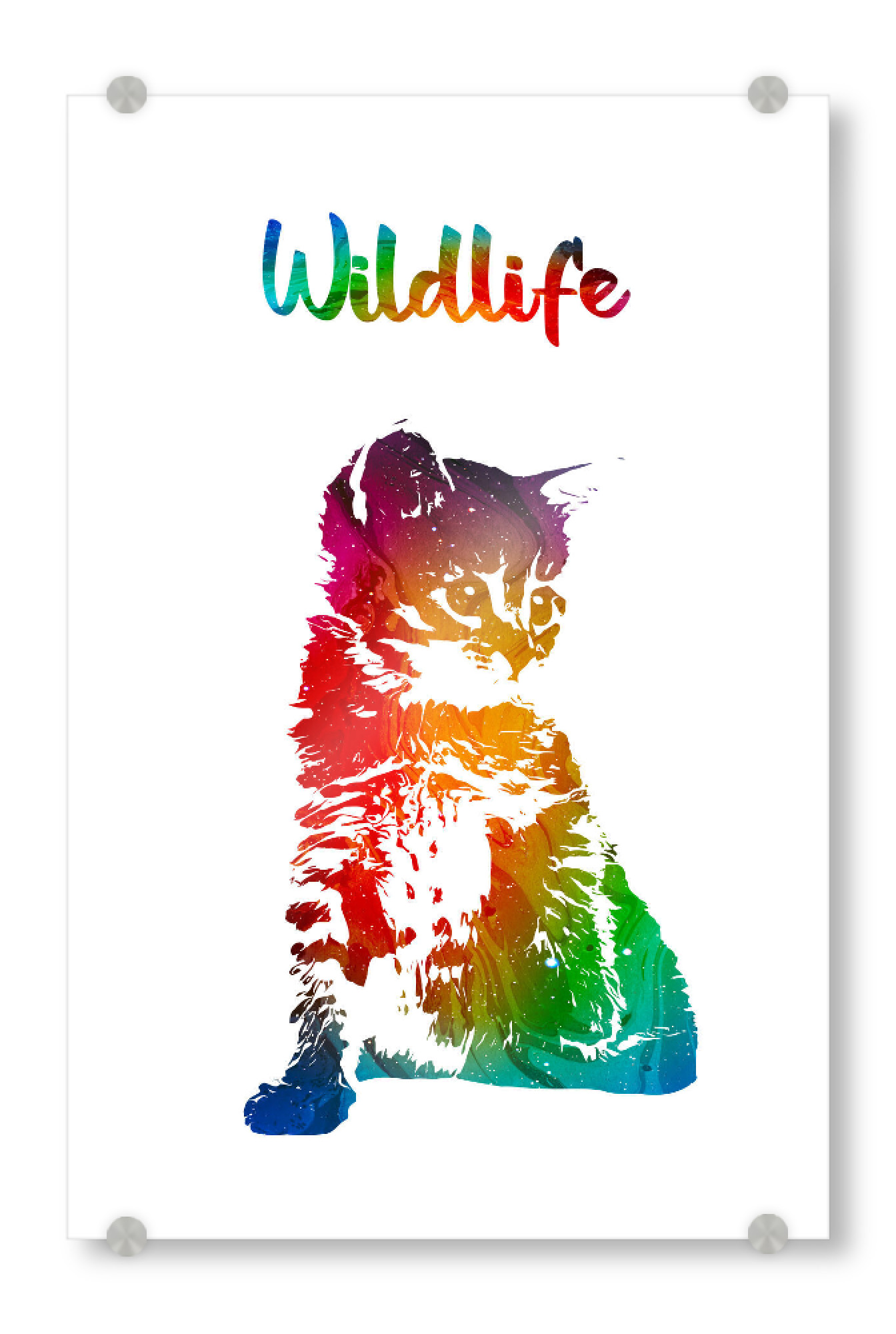 Acrylglasbild "Junge Katze" artboxONE - Tiere - Tiere,Stubentiger,Zoo,Wild,Kinder,Natur,Wildlife,Haustier,Katze,Bunt