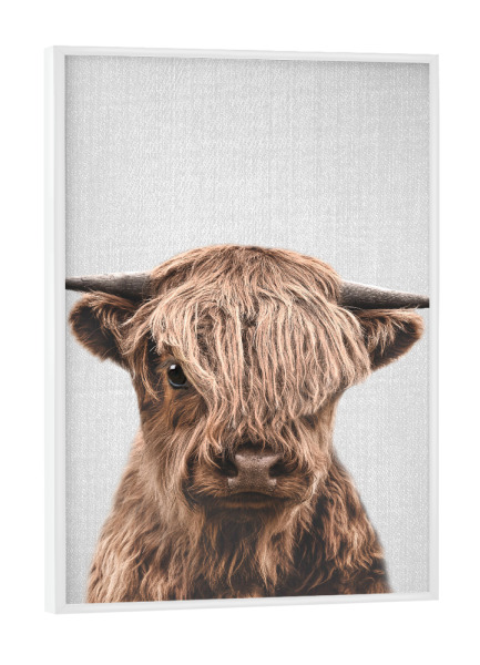 Poster mit weißem Rahmen "Highland Calf - Colorful" artboxONE - Natur,Für Kinder,Tiere