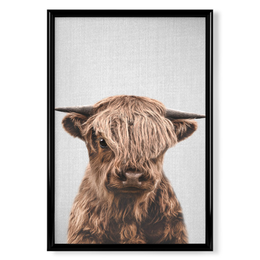 Highland Calf - Colorful