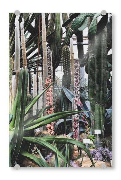 Acrylglasbild "Botanischer Garten" artboxONE - Natur,Floral - Botanik,Kaktus,Botanisch,Grüner kaktus,Natur,Kakteen