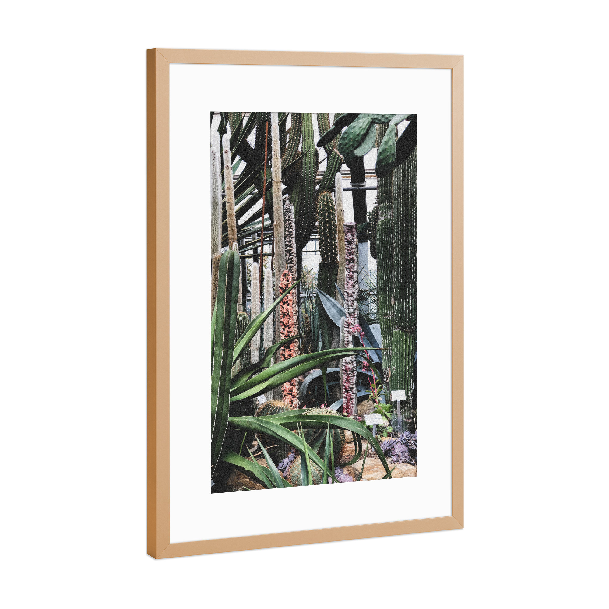 Poster mit Rahmen Kupfer "Botanischer Garten" artboxONE - Natur,Floral - Botanik,Kaktus,Botanisch,Grüner kaktus,Natur,Kakteen
