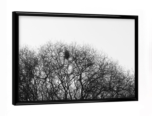 Poster mit schwarzem Rahmen "Das Nest" artboxONE - Natur,Floral,Schwarzweiß
