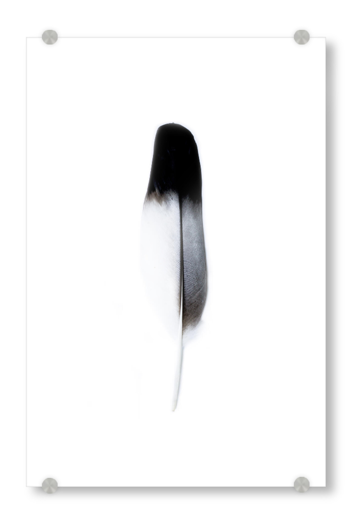 Acrylglasbild "Bird Feathers Spirit l" artboxONE - Natur,Tiere,Festivals