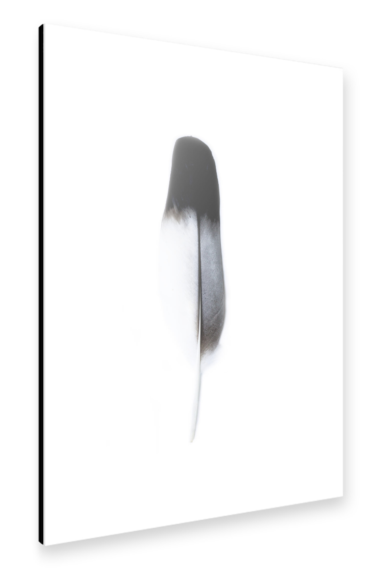 Alu-Dibond "Bird Feathers Spirit l" 75x50 cm artboxONE