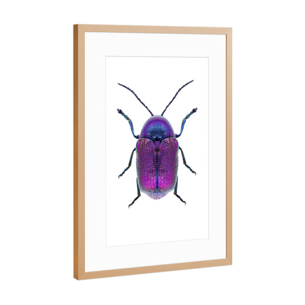 Poster mit Rahmen Kupfer "Cryptocephalus sericeus" artboxONE - Natur,Tiere