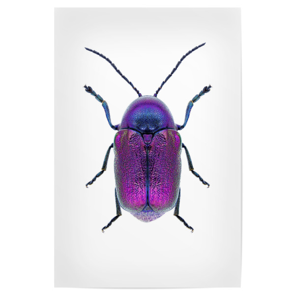 Poster 30x20 cm "Cryptocephalus sericeus" artboxONE - Natur,Tiere - Käfer,Insekt,Makro,Wald,Wiese,Garten,Entomologie,Artenschutz,Wildlife art print