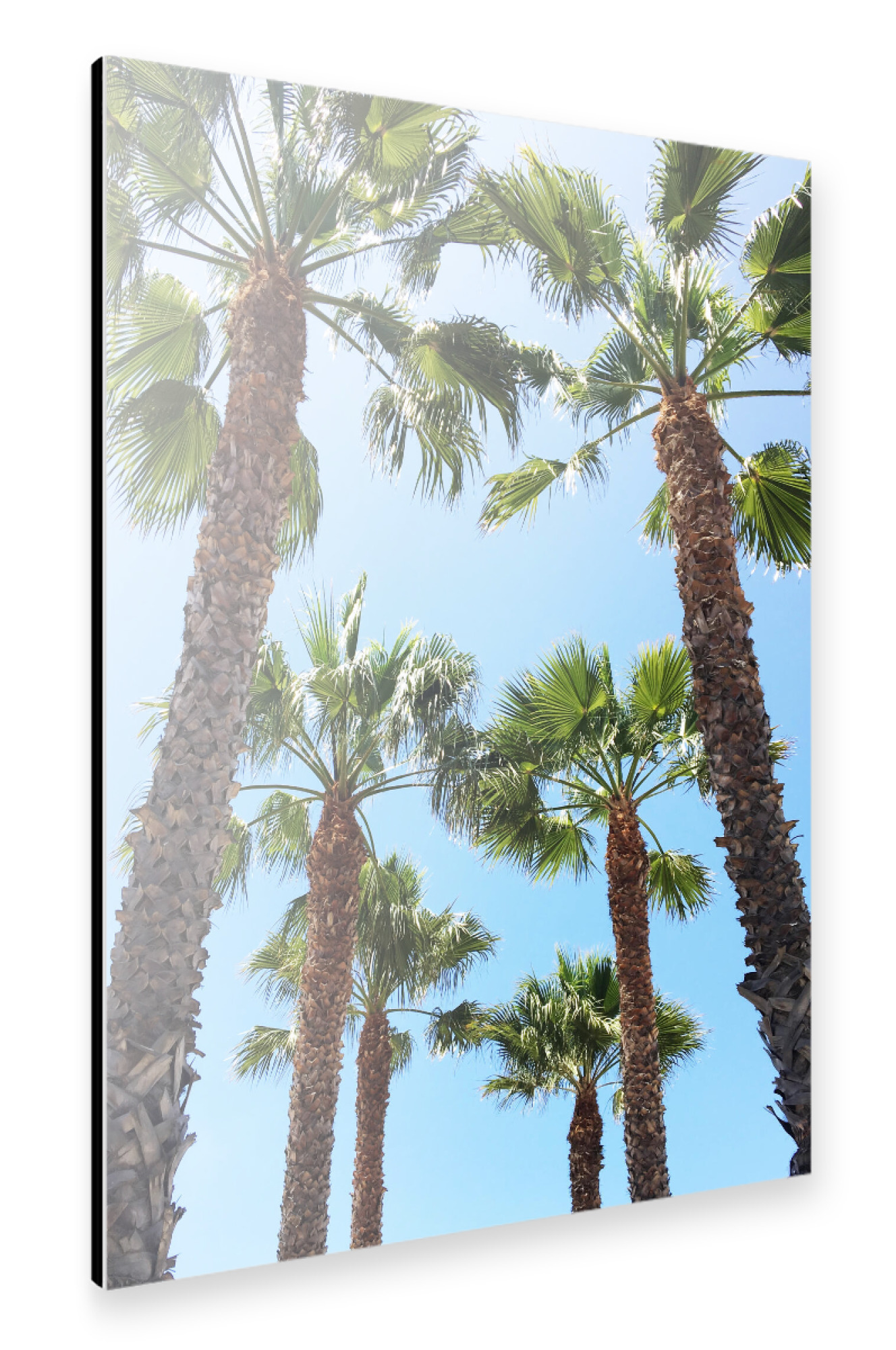 Alu-Dibond "Venice Beach Trees" 75x50 cm artboxONE