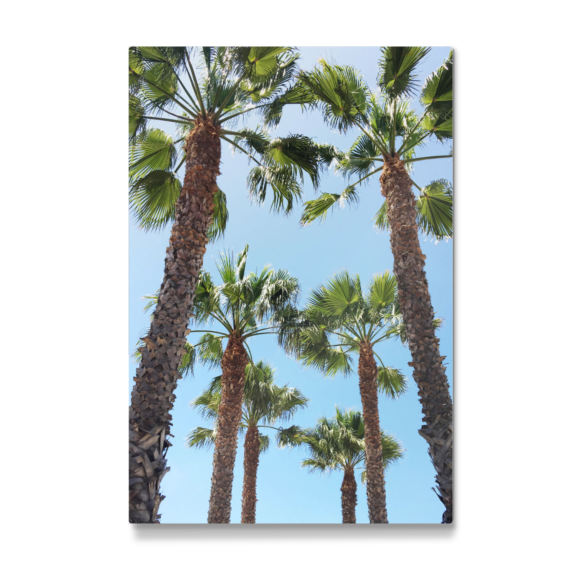 Galerie-Print "Venice Beach Trees" 30x20 cm artboxONE