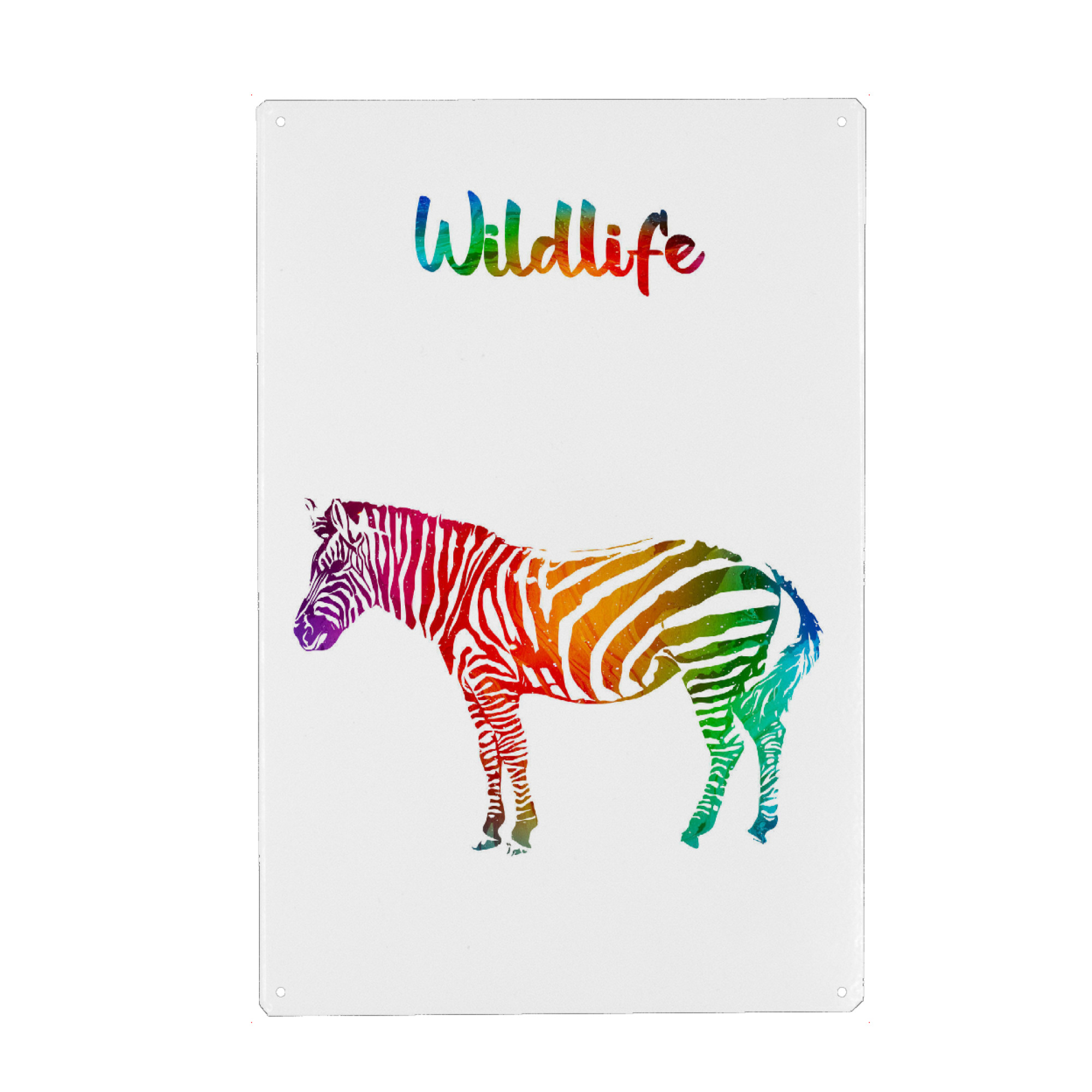 Metall Poster "Junges Zebra" artboxONE - Tiere - Tiere,Zoo,Wild,Afrika,Kinder,Familie,Natur,Wildlife,Zebra,Bunt - Blechschild