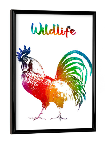 Poster mit schwarzem Rahmen "Stolzer Hahn" artboxONE - Tiere - Tiere,Zoo,Bauernhof,Wild,Kinder,Natur,Wildlife,Haustier,Bunt,Hahn