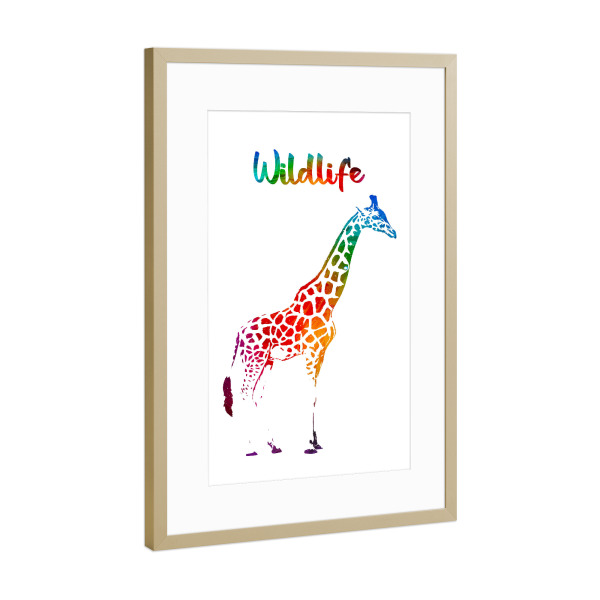Poster mit Rahmen Gold "Giraffenkalb" artboxONE - Tiere - Tiere,Zoo,Wild,Kinder,Natur,Wildlife,Gehege,Afrika,Giraffe,Bunt