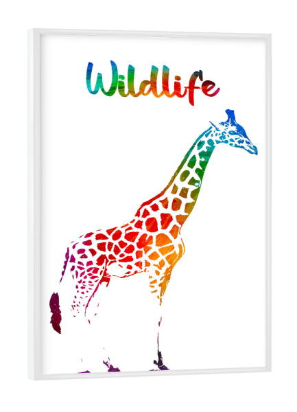 Poster mit weißem Rahmen "Giraffenkalb" artboxONE - Tiere - Tiere,Zoo,Wild,Kinder,Natur,Wildlife,Gehege,Afrika,Giraffe,Bunt