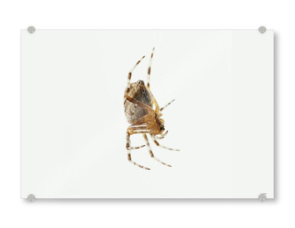 Acrylglasbild "Lauernd" artboxONE - Natur,Tiere - Insekten,Spinne,Freigestellt,Makro,Close-up,Tier,Predator,Lauern,Minimal
