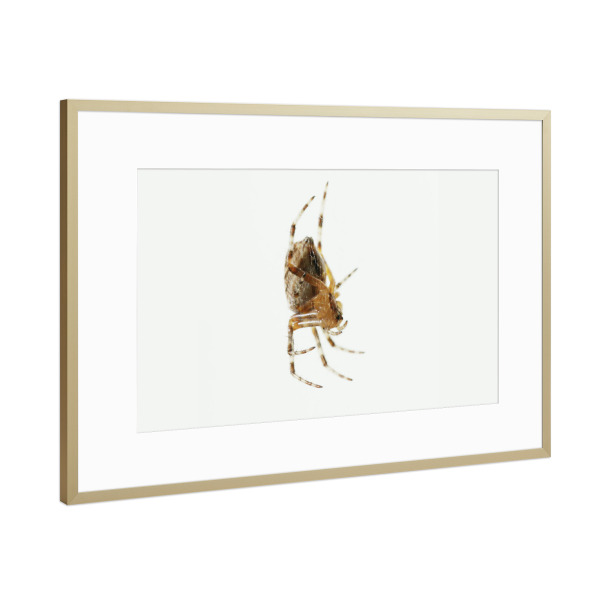 Poster mit Rahmen Gold "Lauernd" artboxONE - Natur,Tiere - Insekten,Spinne,Freigestellt,Makro,Close-up,Tier,Predator,Lauern,Minimal