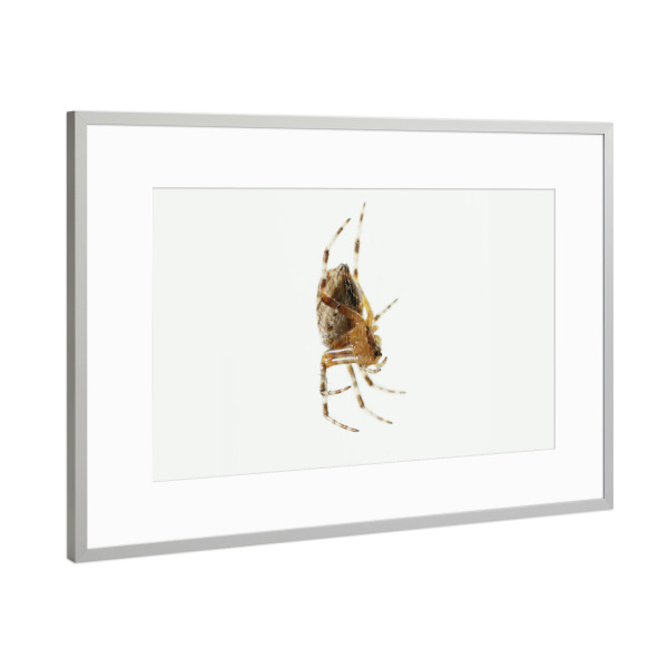 Poster mit Rahmen Silber "Lauernd" artboxONE - Natur,Tiere - Insekten,Spinne,Freigestellt,Makro,Close-up,Tier,Predator,Lauern,Minimal