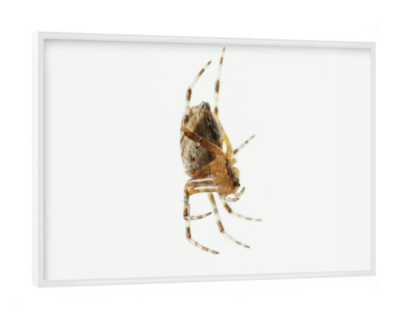 Poster mit weißem Rahmen "Lauernd" artboxONE - Natur,Tiere - Insekten,Spinne,Freigestellt,Makro,Close-up,Tier,Predator,Lauern,Minimal