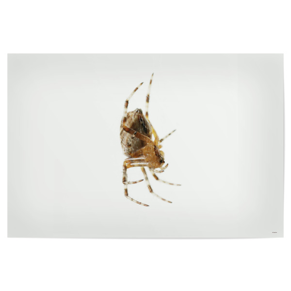 Poster "Lauernd" artboxONE - Natur,Tiere - Insekten,Spinne,Freigestellt,Makro,Close-up,Tier,Predator,Lauern,Minimal