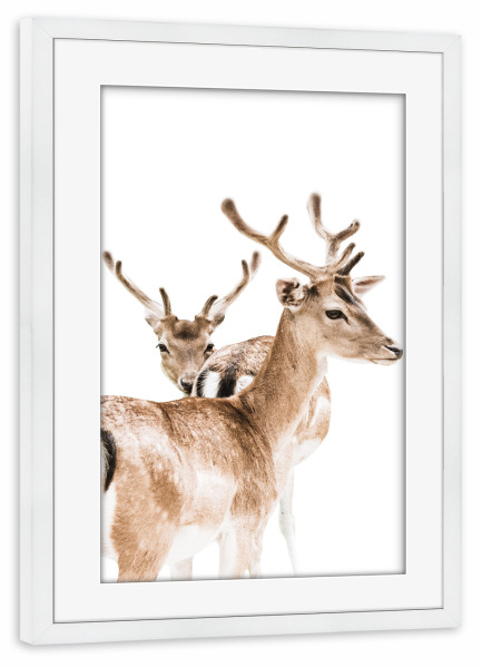 Poster mit Rahmen weiß "Two Wild Deers" artboxONE - Natur,Tiere