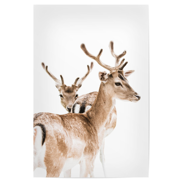 Poster 30x20 cm "Two Wild Deers" artboxONE - Natur,Tiere