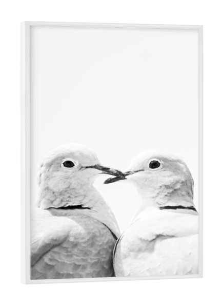 Poster mit weißem Rahmen "Love Birds" artboxONE - Natur,Tiere,Liebe