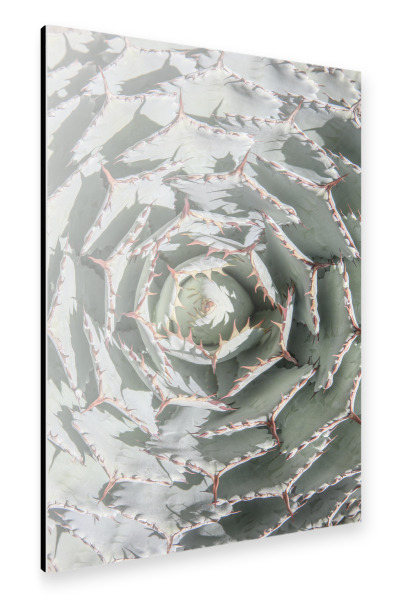 Alu-Dibond "Agave Spiral" 30x20 cm artboxONE