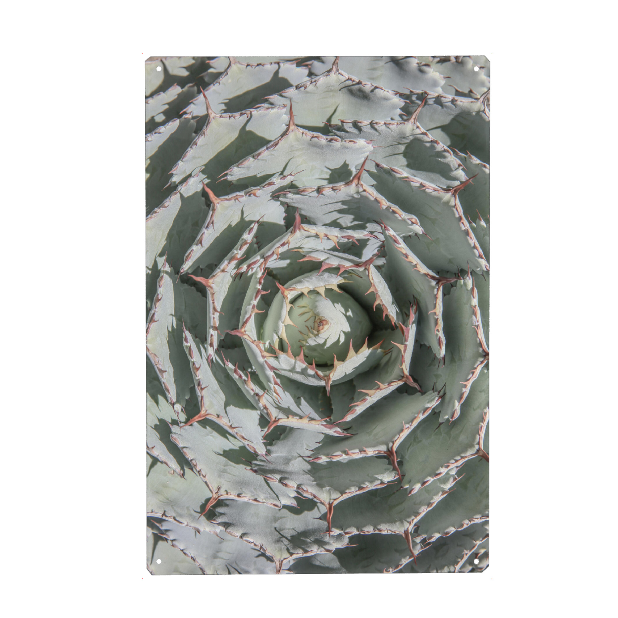 Metall Poster "Agave Spiral" artboxONE - Natur,Floral,Abstrakt,Geometrie - Agave,Agave plant,Spiral,Nature,Plant,Desert plant,Floral,Succulent,Closeup