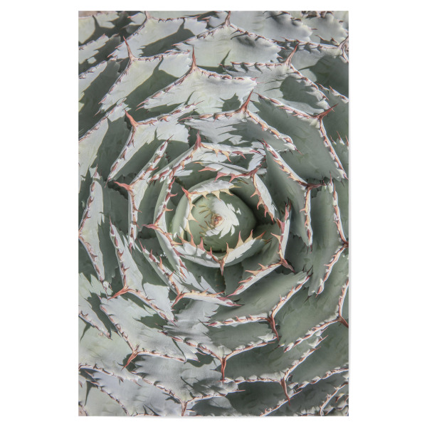 Poster "Agave Spiral" artboxONE - Natur,Floral,Abstrakt,Geometrie - Agave,Agave plant,Spiral,Nature,Plant,Desert plant,Floral,Succulent,Closeup