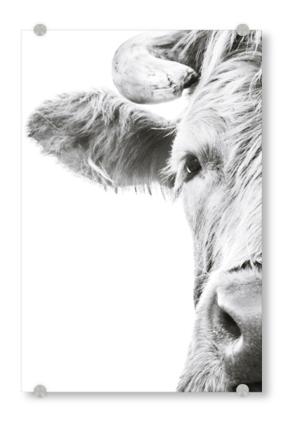 Acrylglasbild "Young Highland Cow" artboxONE - Natur,Tiere
