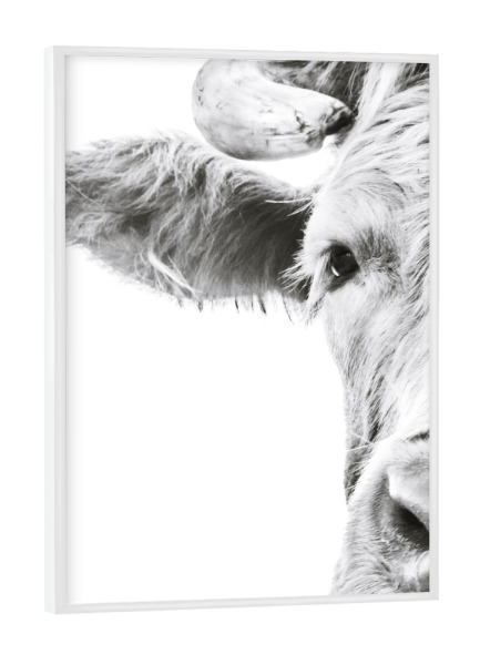 Poster mit weißem Rahmen "Young Highland Cow" artboxONE - Natur,Tiere