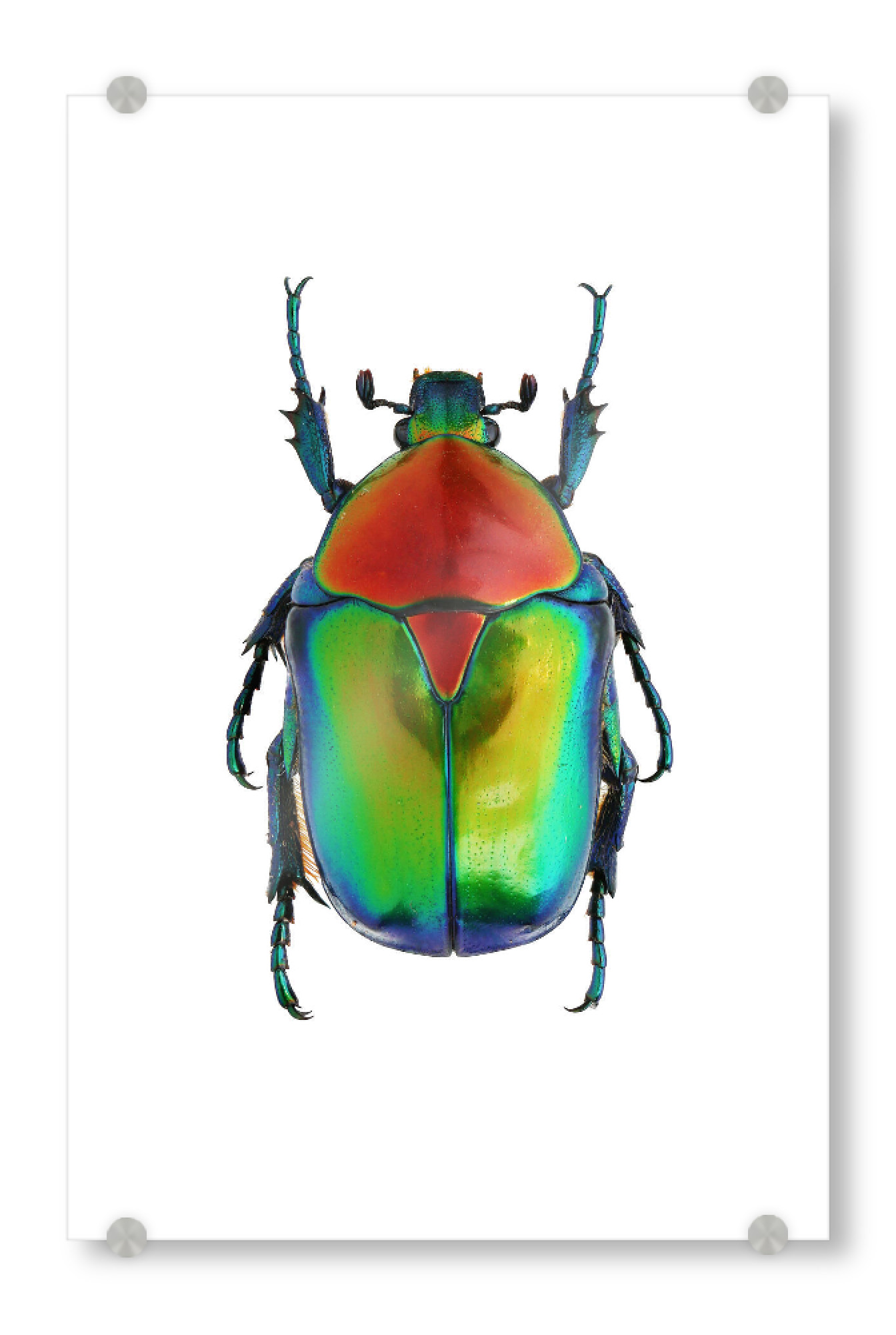 Acrylglasbild "Cetoniinae cetonischema speciosa" artboxONE - Natur,Tiere