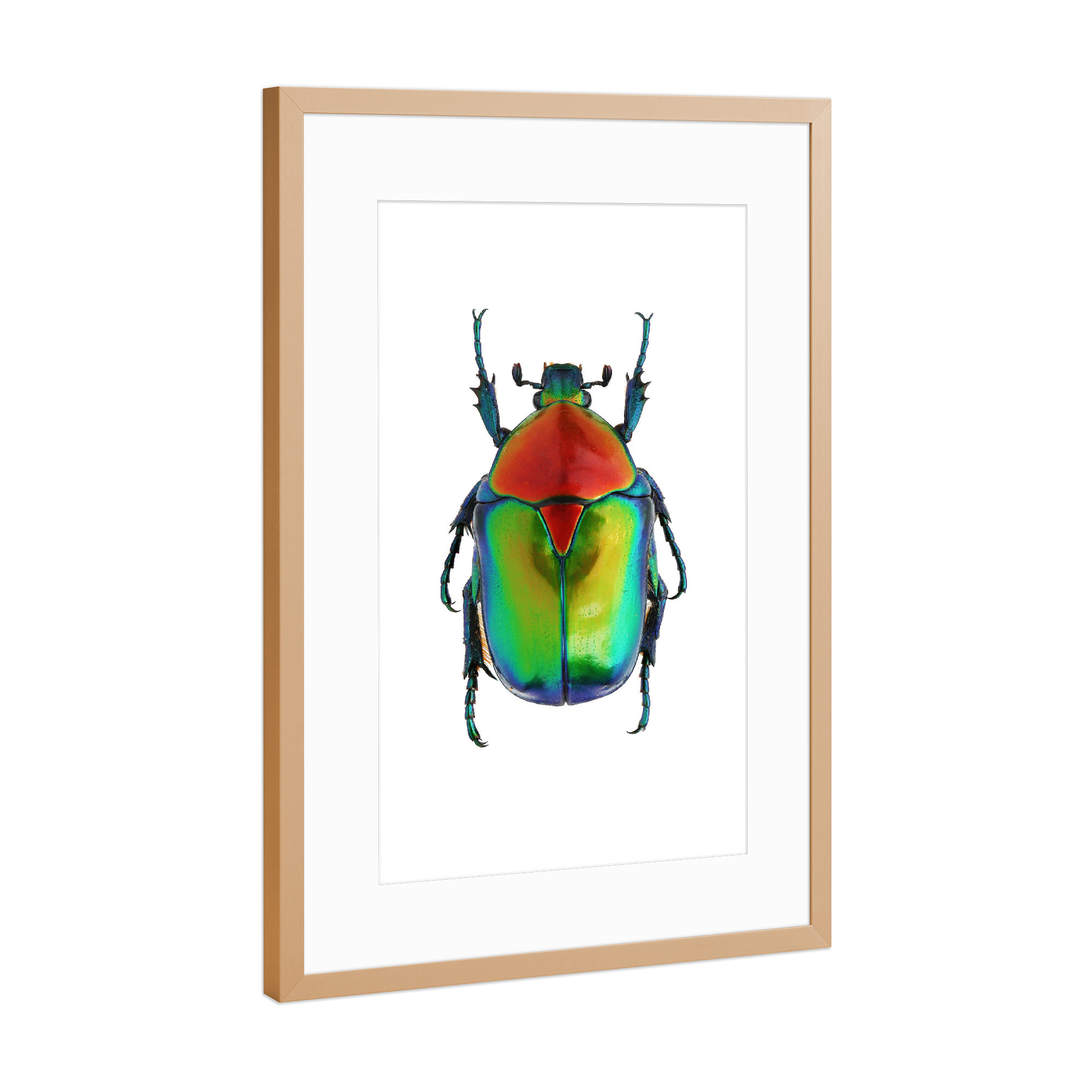 Poster mit Rahmen Kupfer "Cetoniinae cetonischema speciosa" artboxONE - Natur,Tiere