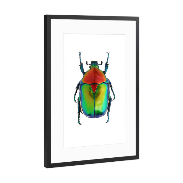 Poster mit Rahmen Schwarz (Metallic) "Cetoniinae cetonischema speciosa" artboxONE - Natur,Tiere