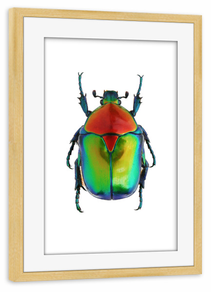 Poster mit Rahmen kiefer "Cetoniinae cetonischema speciosa" artboxONE - Natur,Tiere