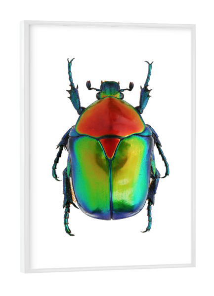 Poster mit weißem Rahmen "Cetoniinae cetonischema speciosa" artboxONE - Natur,Tiere