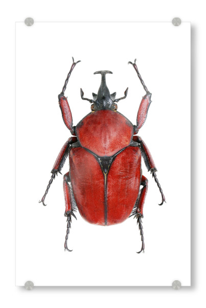 Acrylglasbild "Cetoniinae fornasinius" artboxONE - Natur,Tiere
