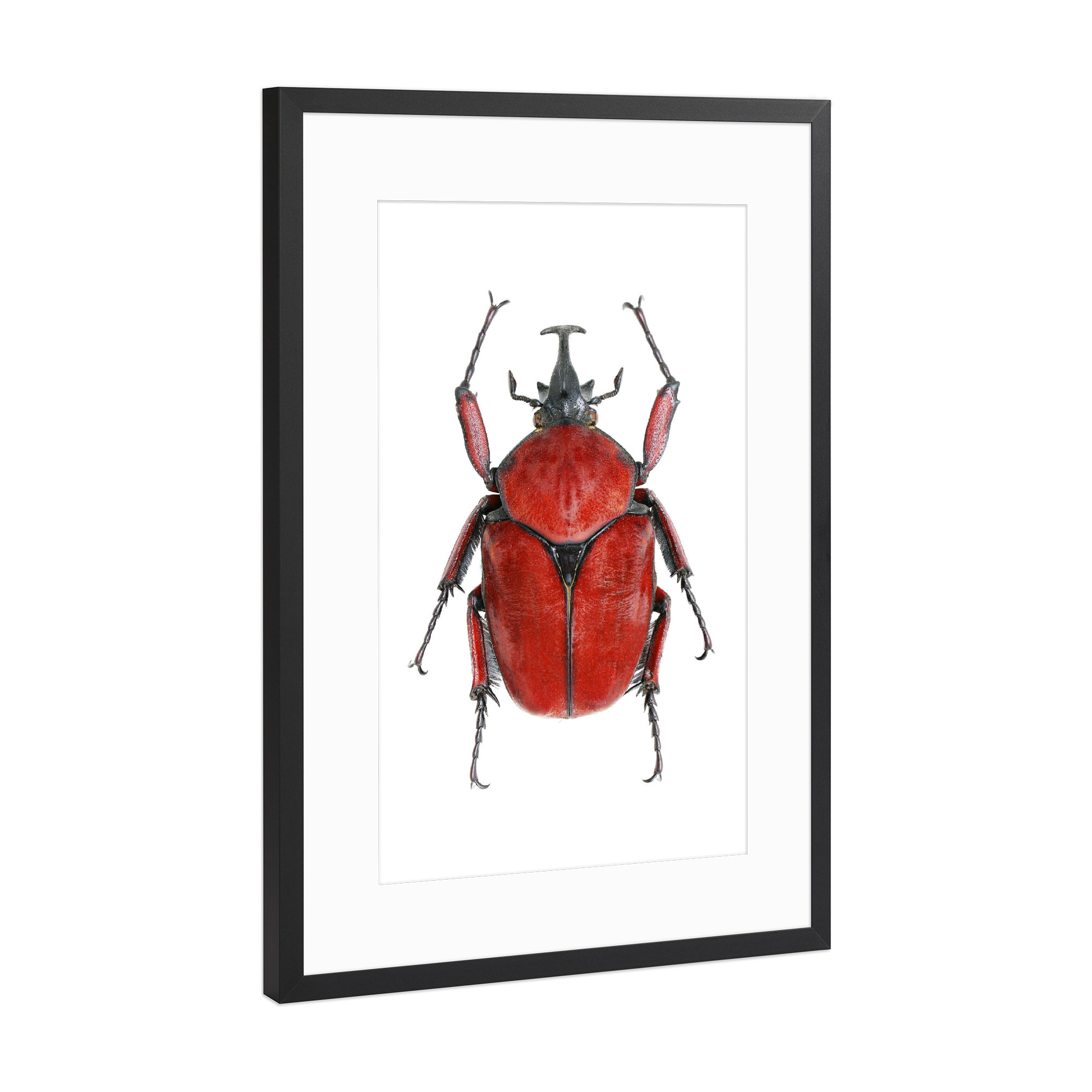 Poster mit Rahmen Schwarz (Metallic) "Cetoniinae fornasinius" artboxONE - Natur,Tiere