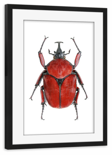 Poster mit Rahmen schwarz "Cetoniinae fornasinius" artboxONE - Natur,Tiere