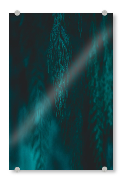 Acrylglasbild "Willow lll" artboxONE - Natur - Nature,Leaf,Leaves,Green,Tree,Branches,Willow,Forest,Photography,Botanitcal,Plans,Plants