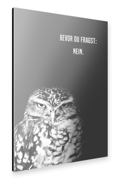 Alu-Dibond "Grumpy Owl: Nein" 30x20 cm artboxONE