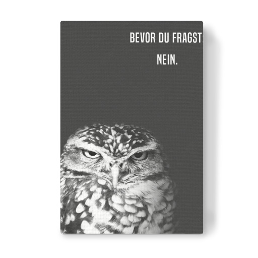 Grumpy Owl: Nein