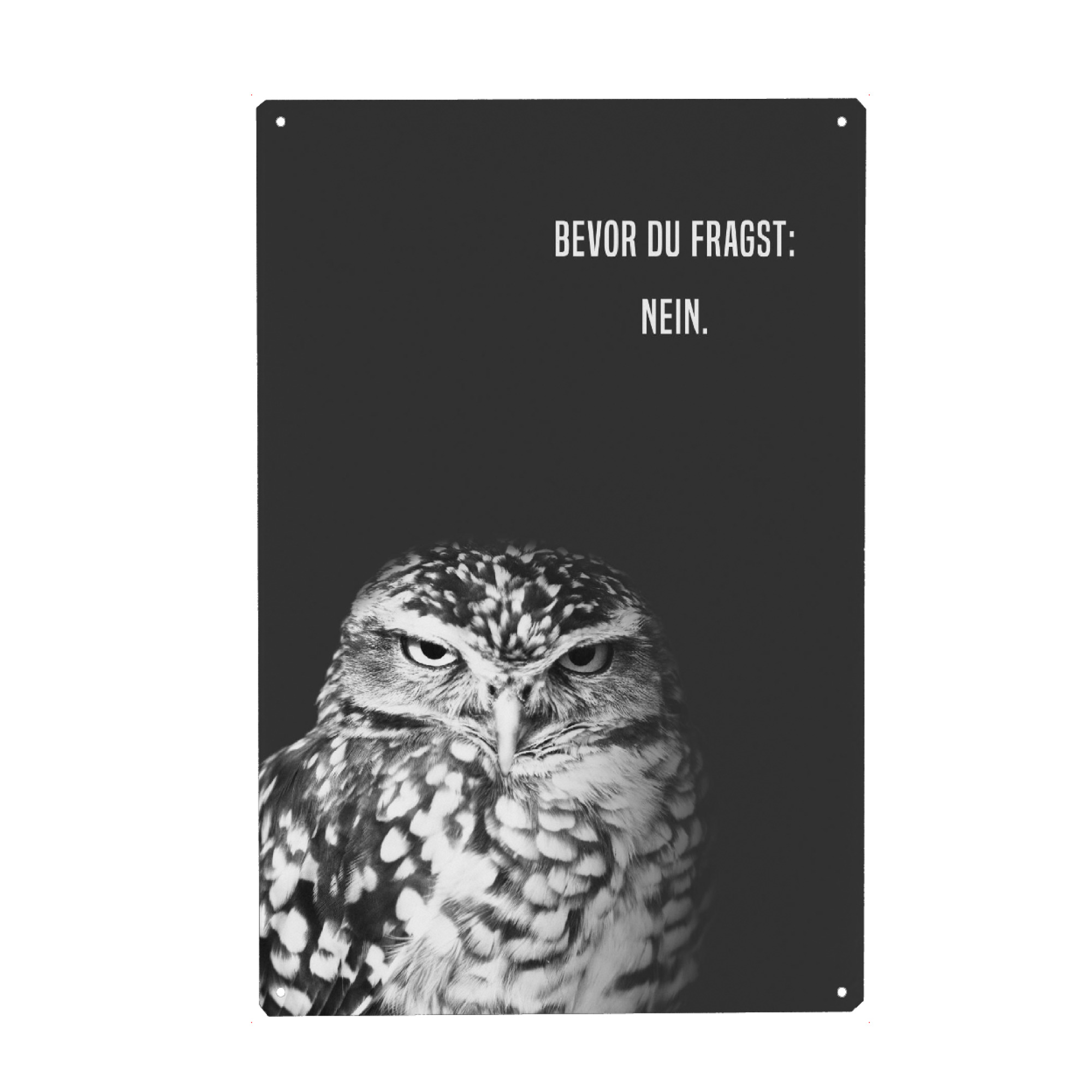 Metall Poster "Grumpy Owl: Nein" artboxONE - Typografie,Natur,Tiere,Schwarzweiß,Lustig