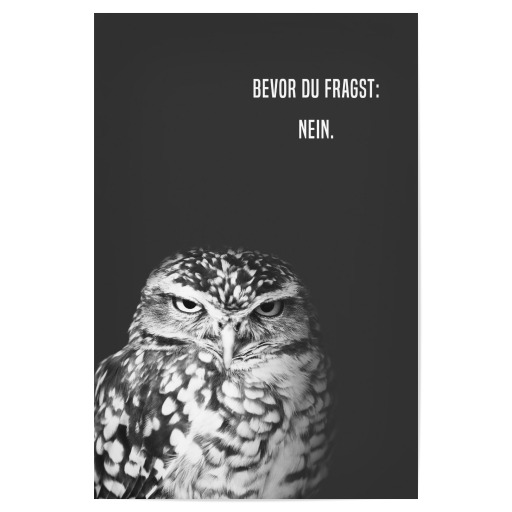 Grumpy Owl: Nein