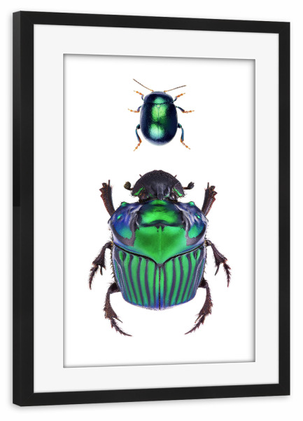 Poster mit Rahmen schwarz "Zwei seltene grüne Käfer" artboxONE - Natur,Tiere