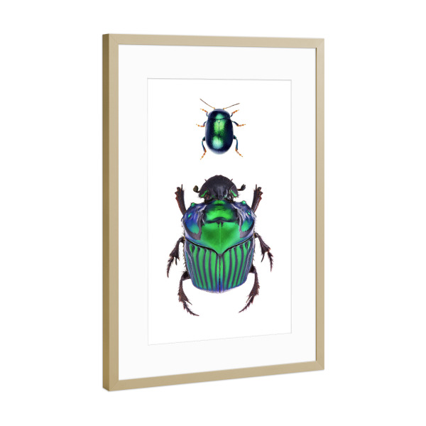 Poster mit Rahmen Gold "Zwei seltene grüne Käfer" artboxONE - Natur,Tiere