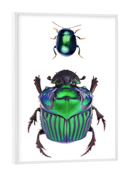 Poster mit weißem Rahmen "Zwei seltene grüne Käfer" artboxONE - Natur,Tiere
